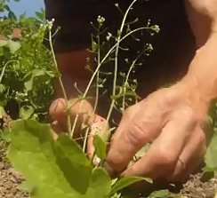 Jedlá bylina Kokoška – pastuší tobolka – Video návod