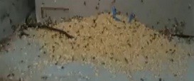 Pojídání mravenčích larev – Video návod