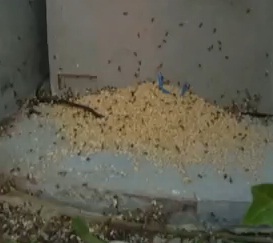mravenčí larvy