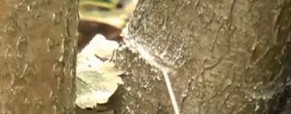 Řezání strunovou pilkou – Video návod