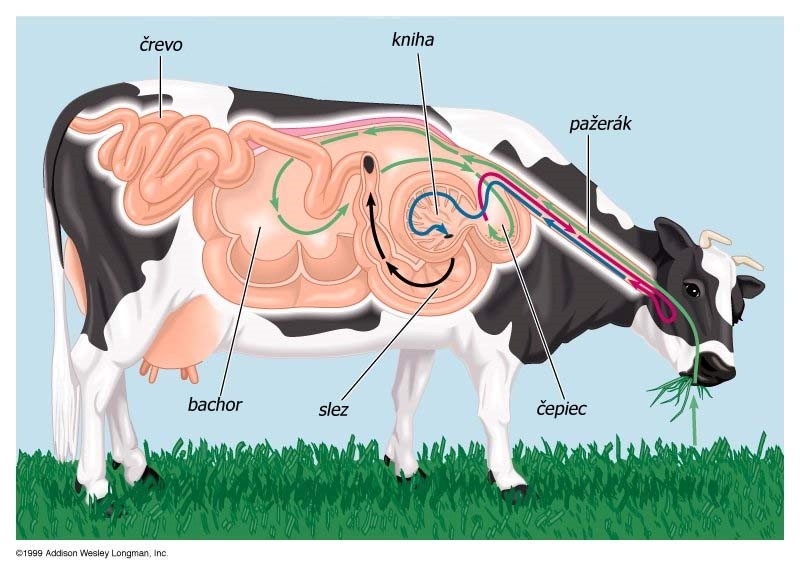 1-cow-stomach